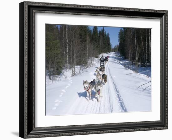 Driving Siberian Huskies, Karelia, Finland, Scandinavia, Europe-Louise Murray-Framed Photographic Print