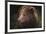 Drizzly Bear-Staffan Widstrand-Framed Giclee Print