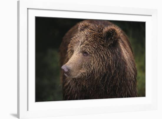 Drizzly Bear-Staffan Widstrand-Framed Giclee Print