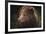 Drizzly Bear-Staffan Widstrand-Framed Giclee Print