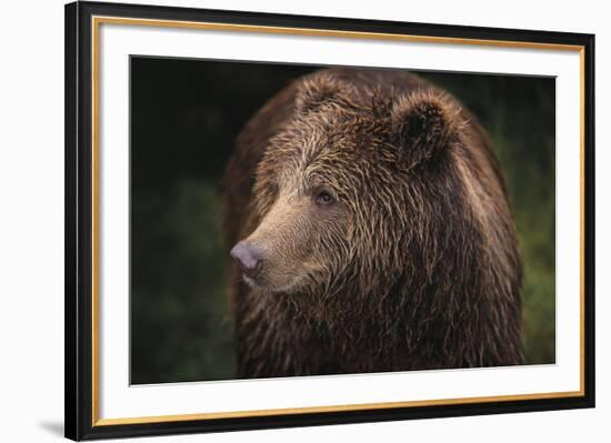 Drizzly Bear-Staffan Widstrand-Framed Giclee Print