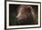 Drizzly Bear-Staffan Widstrand-Framed Giclee Print