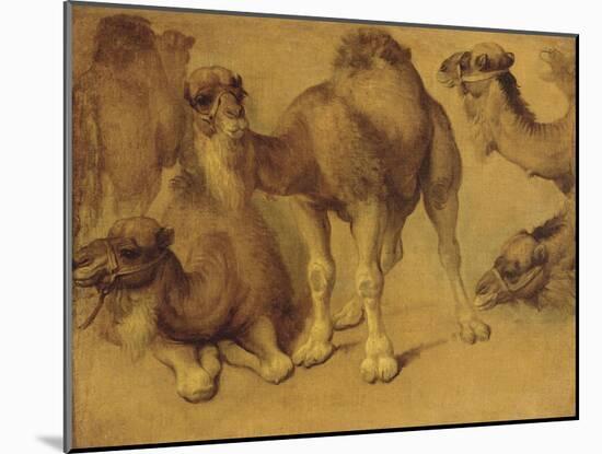 Dromadaires-Pieter Boel-Mounted Giclee Print