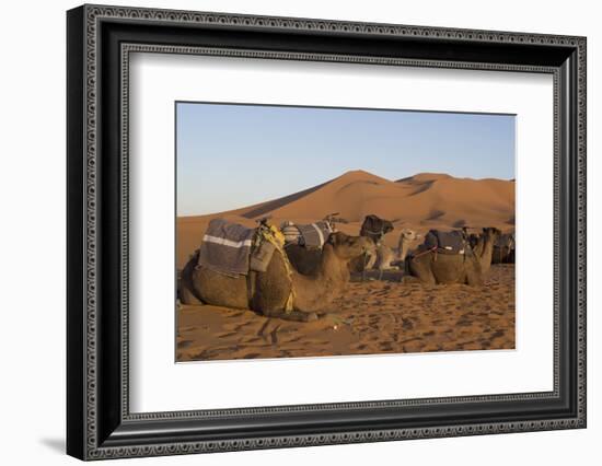 Dromedaries, Dunes of Merzouga, Morocco-Natalie Tepper-Framed Photo