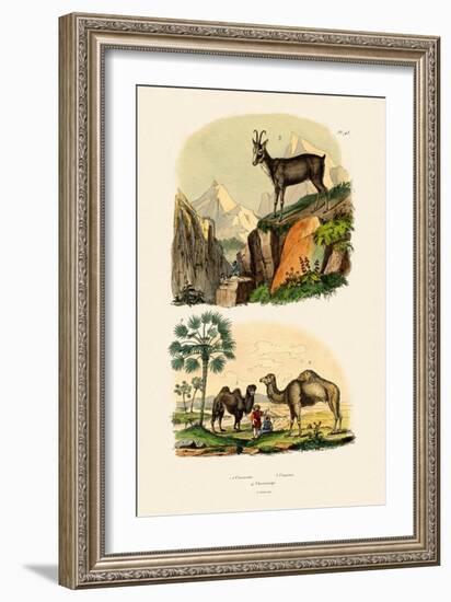 Dromedary, 1833-39-null-Framed Giclee Print