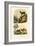 Dromedary, 1833-39-null-Framed Giclee Print