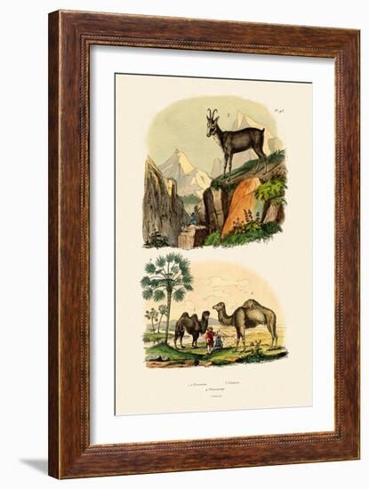 Dromedary, 1833-39-null-Framed Giclee Print