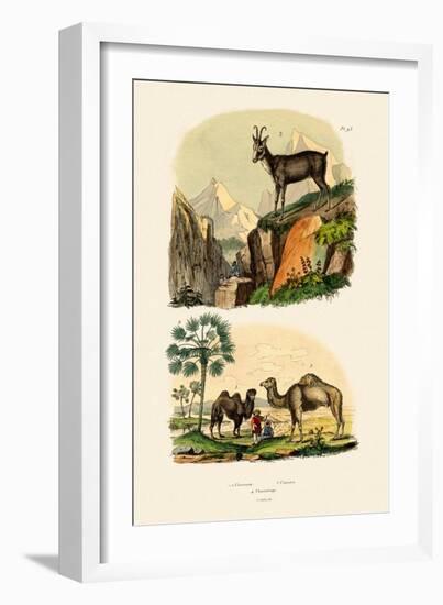 Dromedary, 1833-39-null-Framed Giclee Print