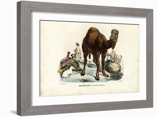 Dromedary, 1863-79-Raimundo Petraroja-Framed Giclee Print