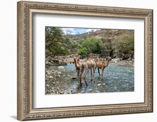 Dromedary Camel (Camelus Dromedarius) Drinking Water From The Web River (Weyib River)-Constantinos Petrinos-Framed Photographic Print