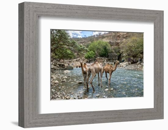 Dromedary Camel (Camelus Dromedarius) Drinking Water From The Web River (Weyib River)-Constantinos Petrinos-Framed Photographic Print