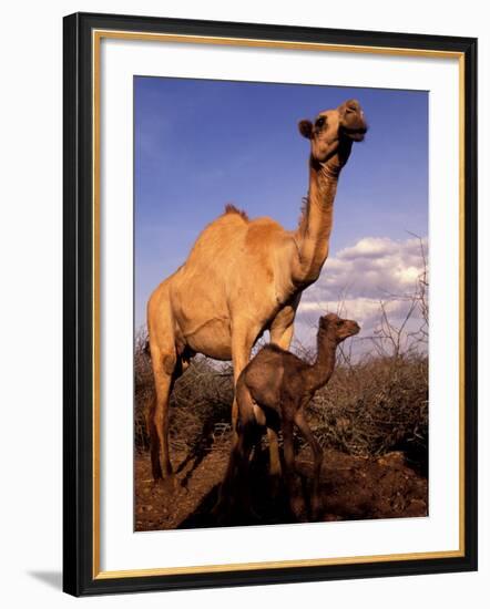 Dromedary Camel, Mother and Baby, Nanyuki, Kenya-Art Wolfe-Framed Photographic Print