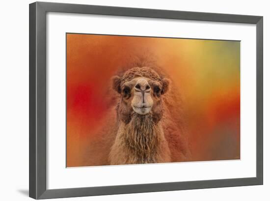 Dromedary Camel-Jai Johnson-Framed Giclee Print