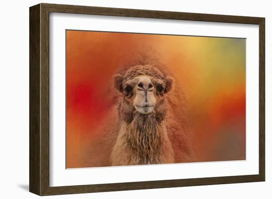 Dromedary Camel-Jai Johnson-Framed Giclee Print