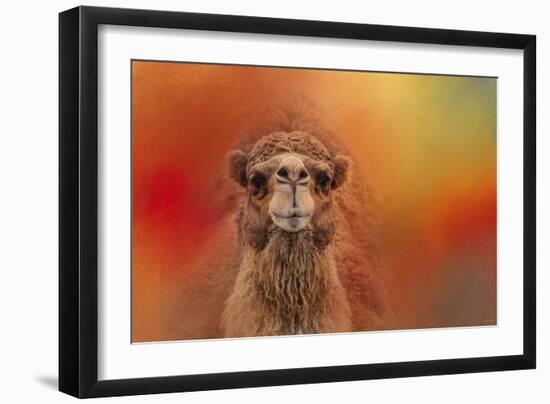 Dromedary Camel-Jai Johnson-Framed Giclee Print