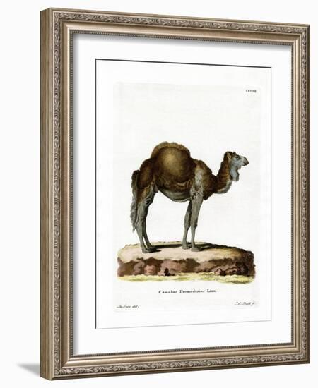 Dromedary-null-Framed Giclee Print