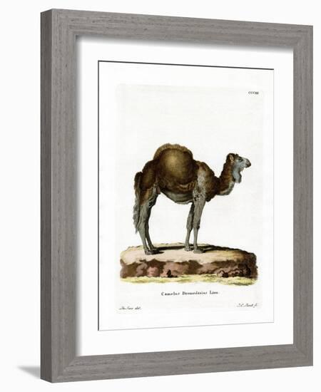 Dromedary-null-Framed Giclee Print