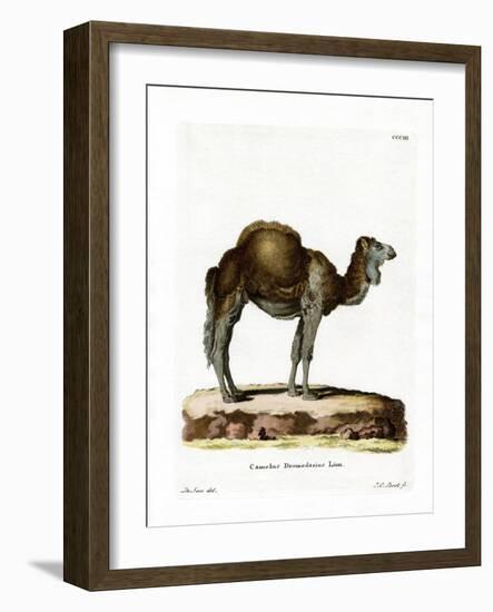 Dromedary-null-Framed Giclee Print