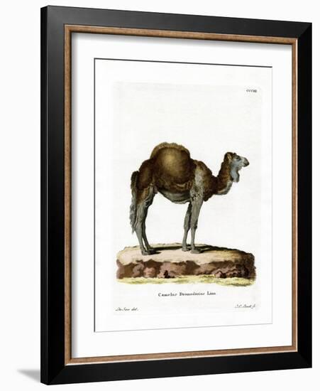 Dromedary-null-Framed Giclee Print