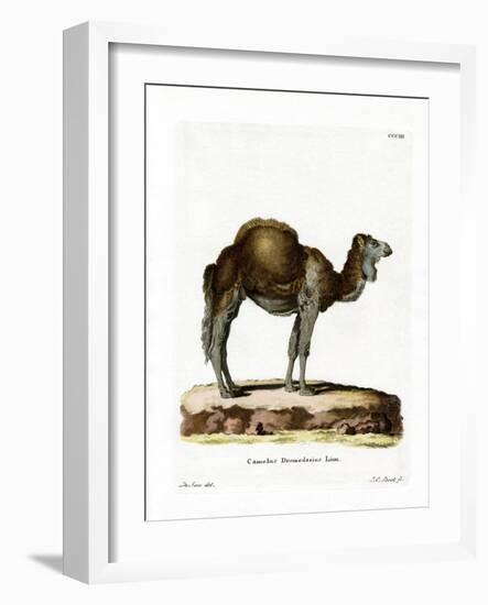 Dromedary-null-Framed Giclee Print