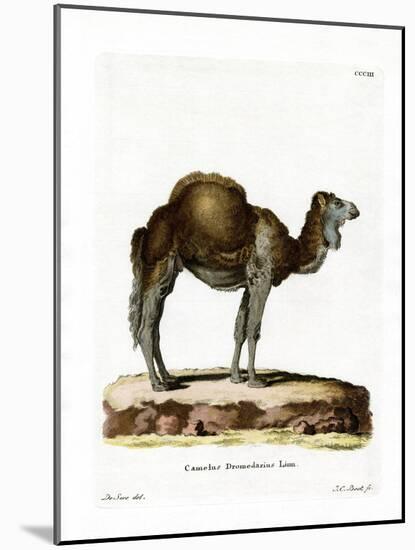 Dromedary-null-Mounted Giclee Print