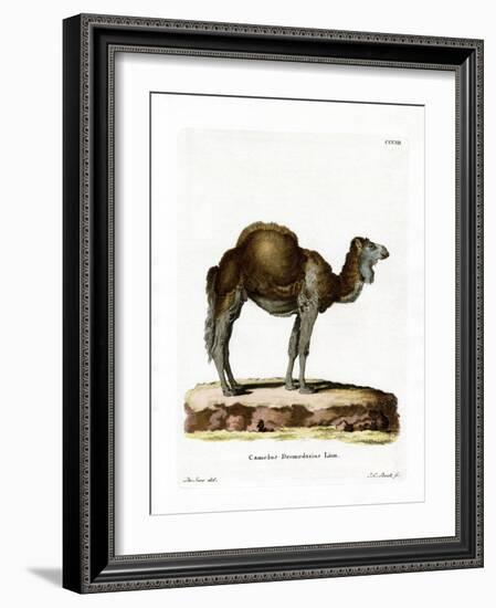 Dromedary-null-Framed Giclee Print