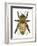 Drone Honey Bee-Tim Knepp-Framed Giclee Print