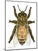 Drone Honey Bee-Tim Knepp-Mounted Giclee Print