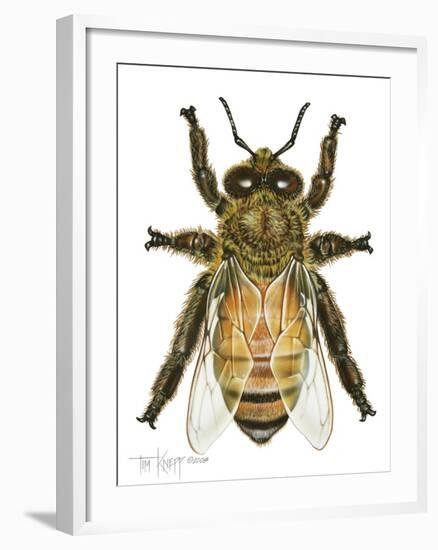 Drone Honey Bee-Tim Knepp-Framed Giclee Print