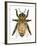 Drone Honey Bee-Tim Knepp-Framed Giclee Print