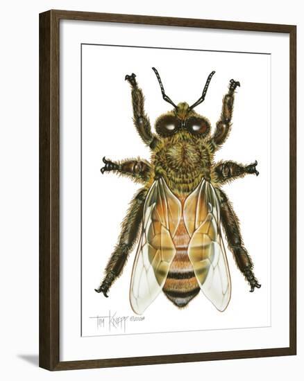 Drone Honey Bee-Tim Knepp-Framed Giclee Print
