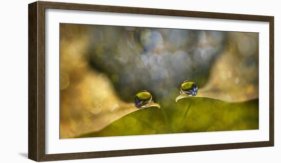 Drop Chat-Heidi Westum-Framed Photographic Print