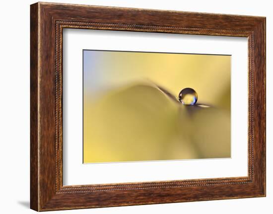 Drop Me on a Leaf-Heidi Westum-Framed Photographic Print