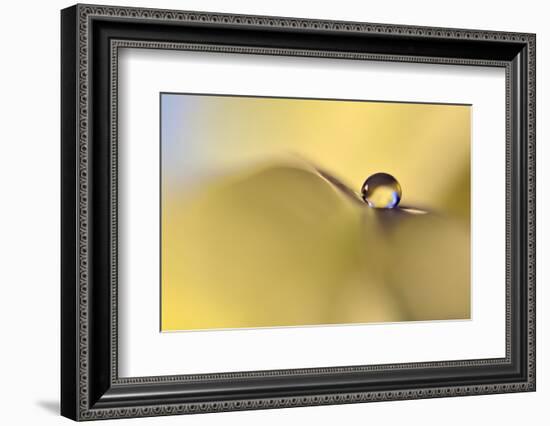 Drop Me on a Leaf-Heidi Westum-Framed Photographic Print