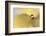 Drop Me on a Leaf-Heidi Westum-Framed Photographic Print