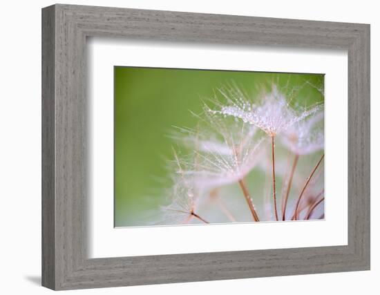 Drop of dew-Marco Carmassi-Framed Photographic Print