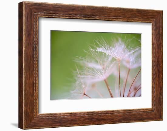 Drop of dew-Marco Carmassi-Framed Photographic Print