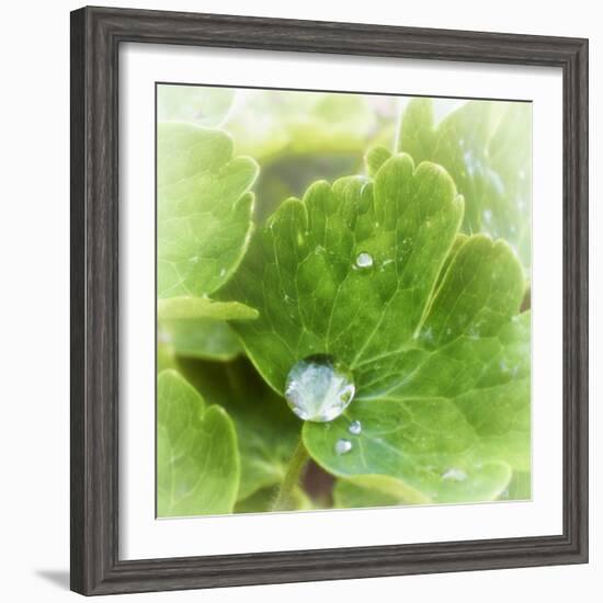 Drop of Rain-Viviane Fedieu Daniel-Framed Photographic Print