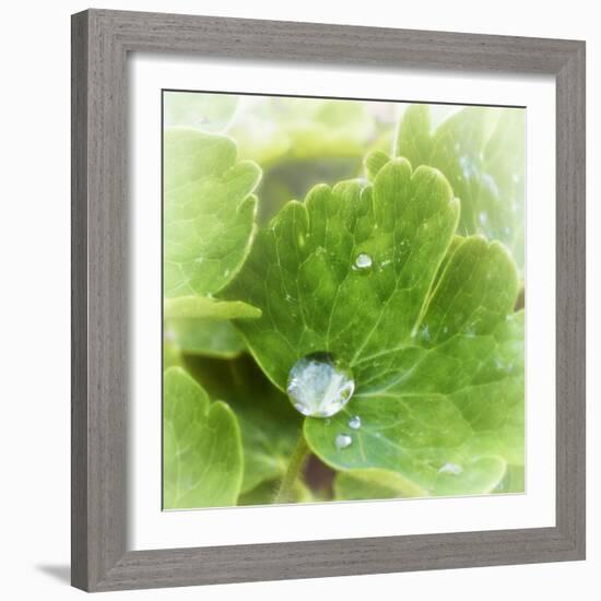 Drop of Rain-Viviane Fedieu Daniel-Framed Photographic Print