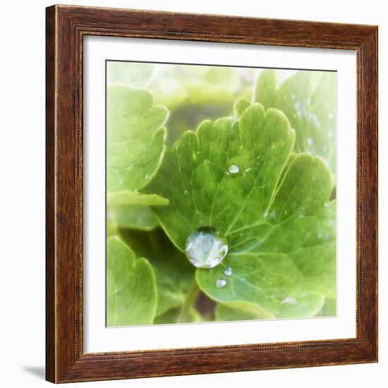 Drop of Rain-Viviane Fedieu Daniel-Framed Photographic Print