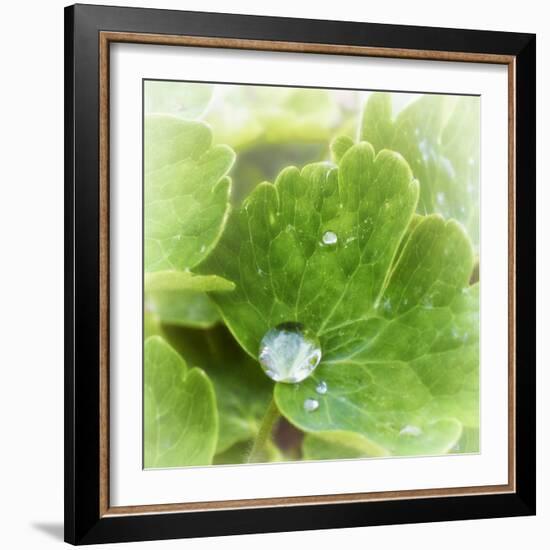 Drop of Rain-Viviane Fedieu Daniel-Framed Photographic Print