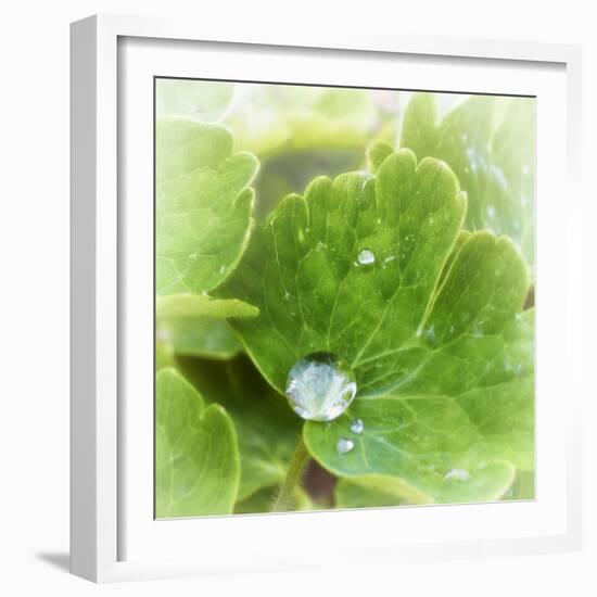 Drop of Rain-Viviane Fedieu Daniel-Framed Photographic Print