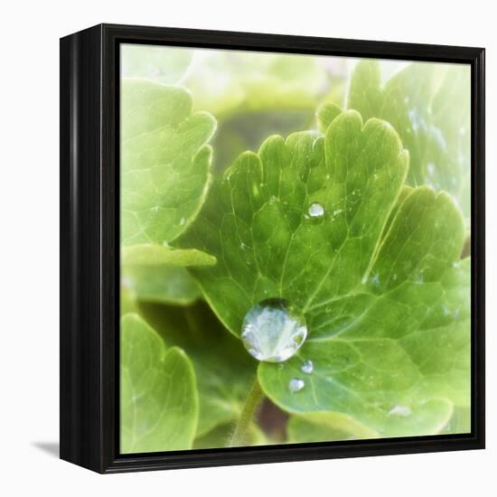 Drop of Rain-Viviane Fedieu Daniel-Framed Premier Image Canvas