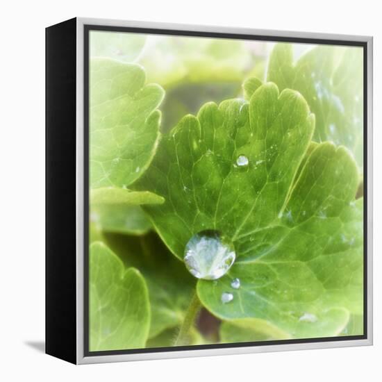 Drop of Rain-Viviane Fedieu Daniel-Framed Premier Image Canvas