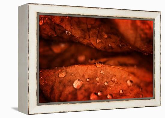 Drops Fall-Philippe Sainte-Laudy-Framed Premier Image Canvas