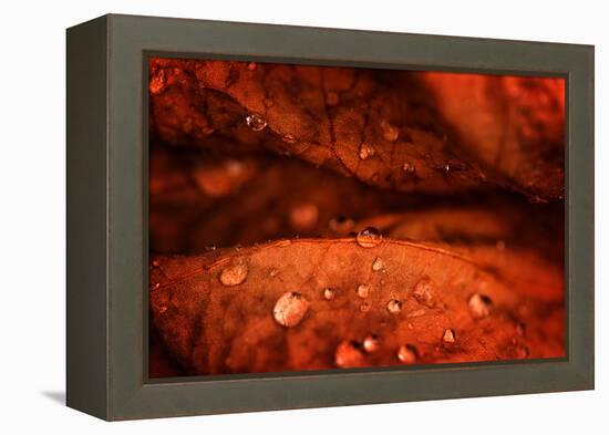 Drops Fall-Philippe Sainte-Laudy-Framed Premier Image Canvas