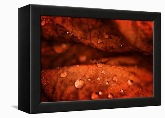 Drops Fall-Philippe Sainte-Laudy-Framed Premier Image Canvas