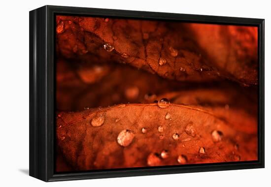 Drops Fall-Philippe Sainte-Laudy-Framed Premier Image Canvas