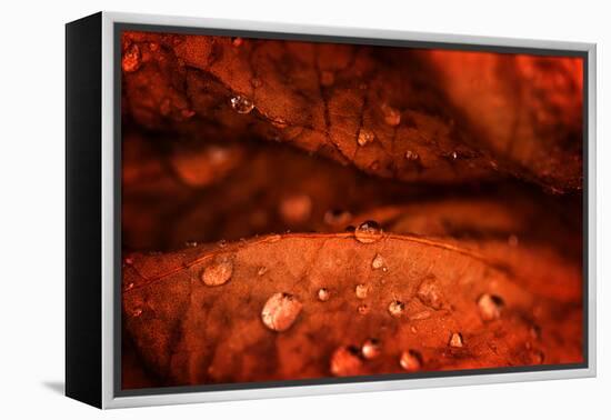 Drops Fall-Philippe Sainte-Laudy-Framed Premier Image Canvas