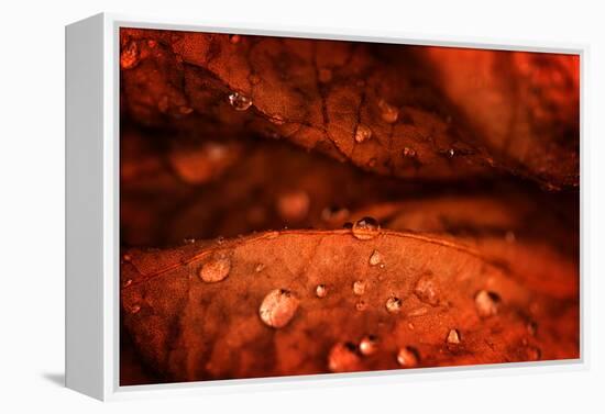 Drops Fall-Philippe Sainte-Laudy-Framed Premier Image Canvas